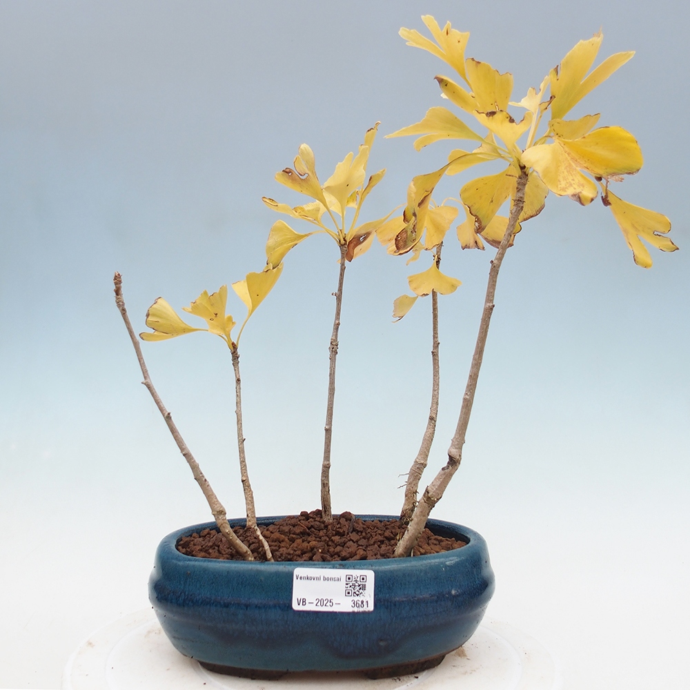 Venkovní bonsai - Jinan dvoulaločný - Ginkgo biloba