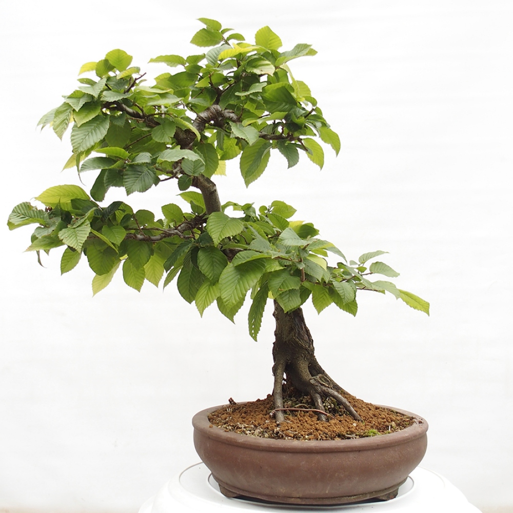 Venkovní bonsai - Habr obecný - Carpinus betulus