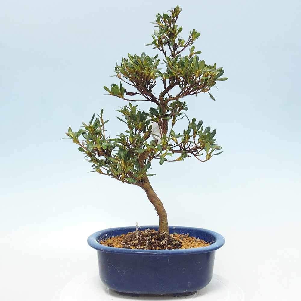 Venkovní bonsai - Japonská azalka - Azalea Benibeni