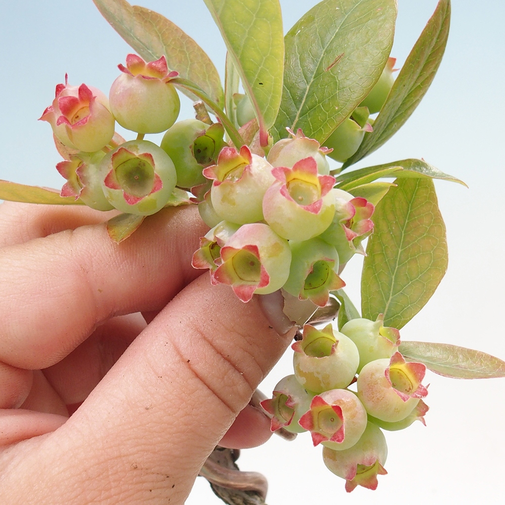 Venkovní bonsai - kanadská borůvka - Vaccinium corymbosum