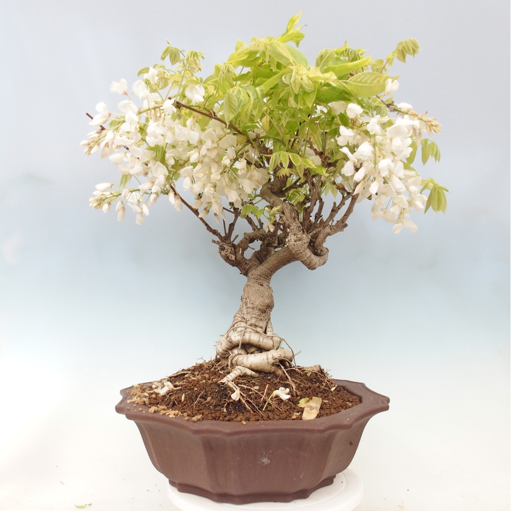 Venkovní bonsai - Vistarie  - Wisteria 