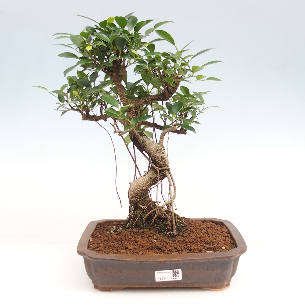 Pokojová bonsai - Ficus kimmen -  malolistý fíkus