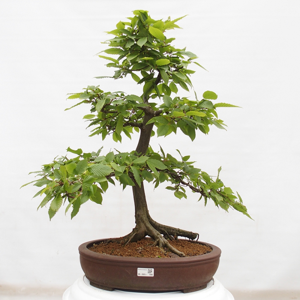 Venkovní bonsai - Habr obecný - Carpinus betulus