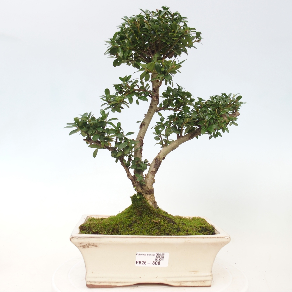 Pokojová bonsai - Ilex crenata - Cesmína