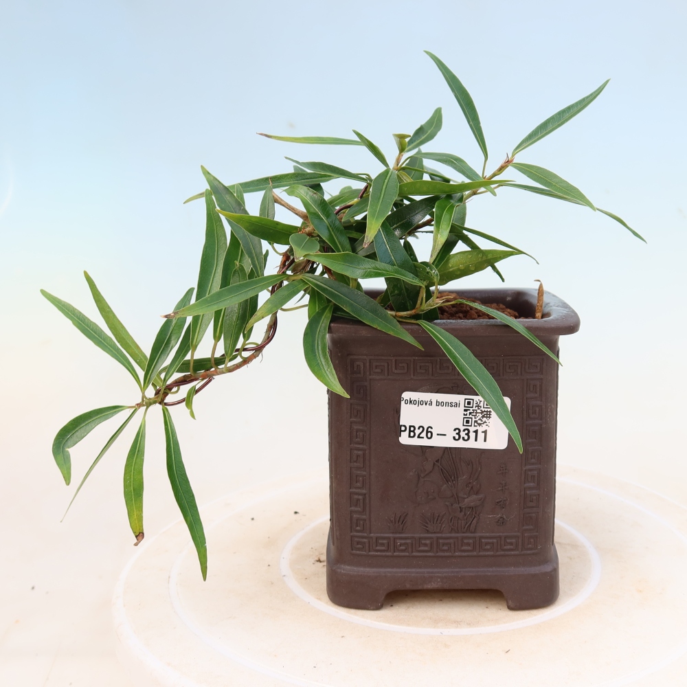 Pokojová bonsai - Ficus nerifolia -  malolistý fíkus
