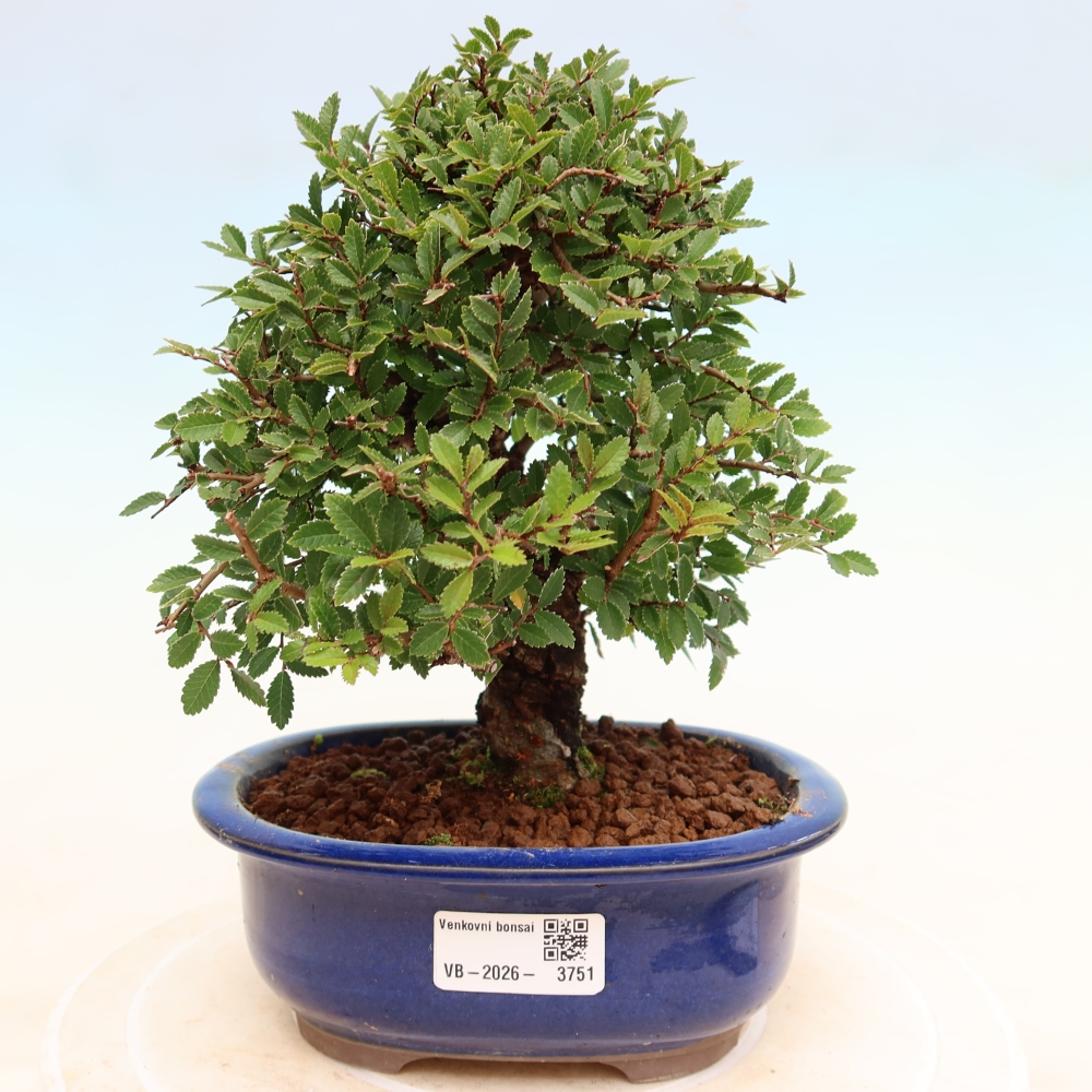 Venkovní bonsai - Zelkova - Zelkova NIRE