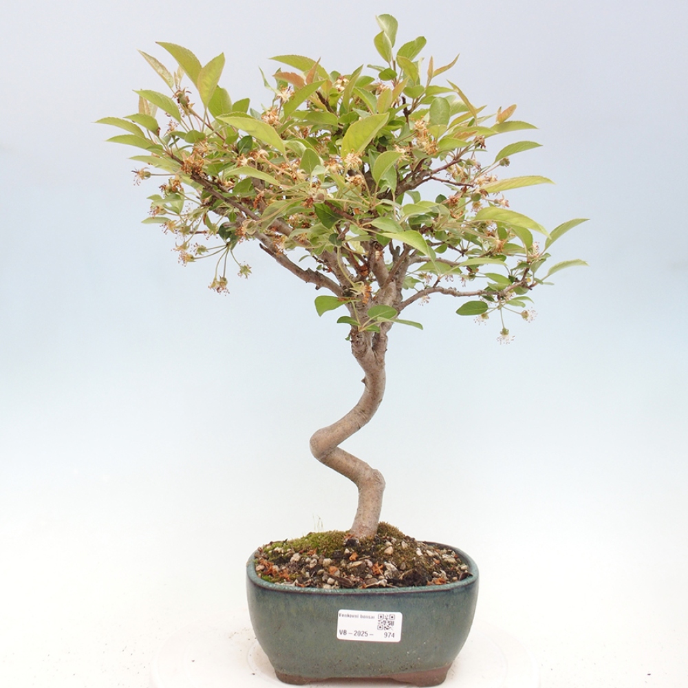 Venkovní bonsai -Malus halliana - Maloplodá jabloň