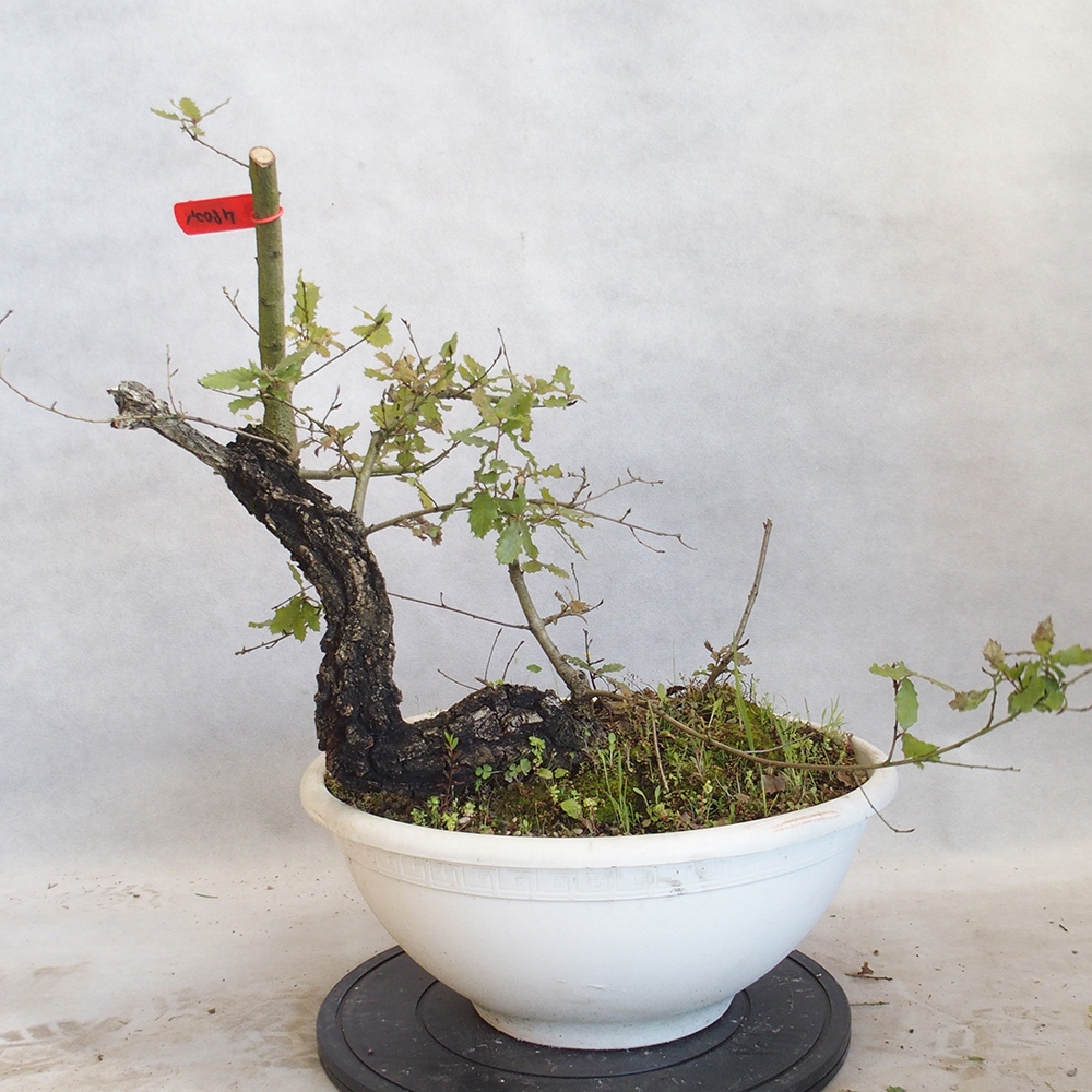 Venkovní bonsai Quercus Cerris - Dub Cer