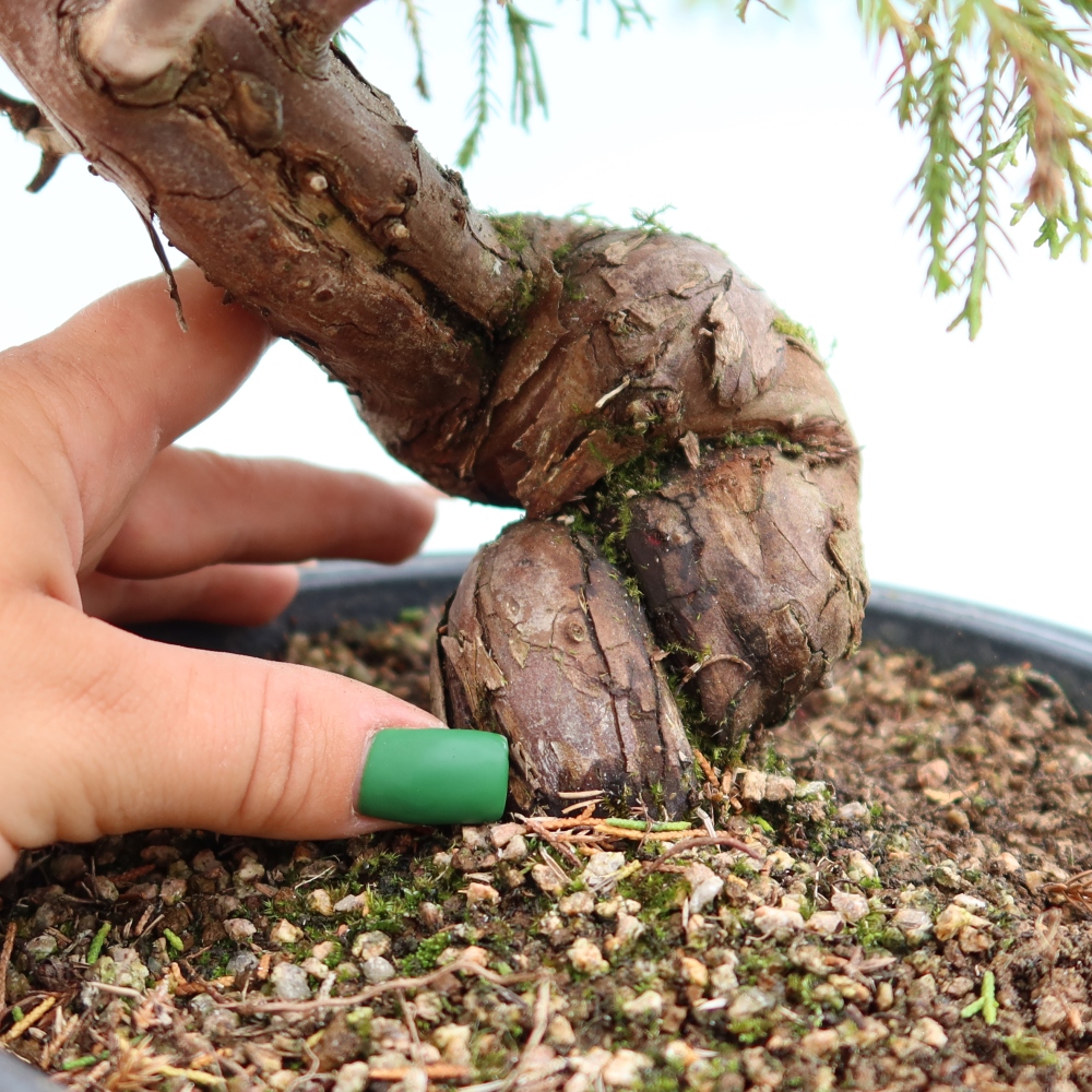 Venkovní bonsai - Juniperus chinensis Itoigawa-Jalovec čínský