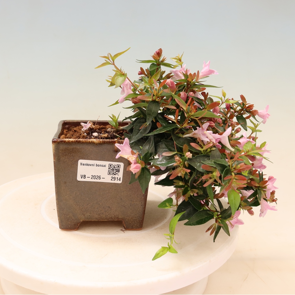 Venkovní bonsai - Abelia Edward Goucher - Abélie velkokvětá