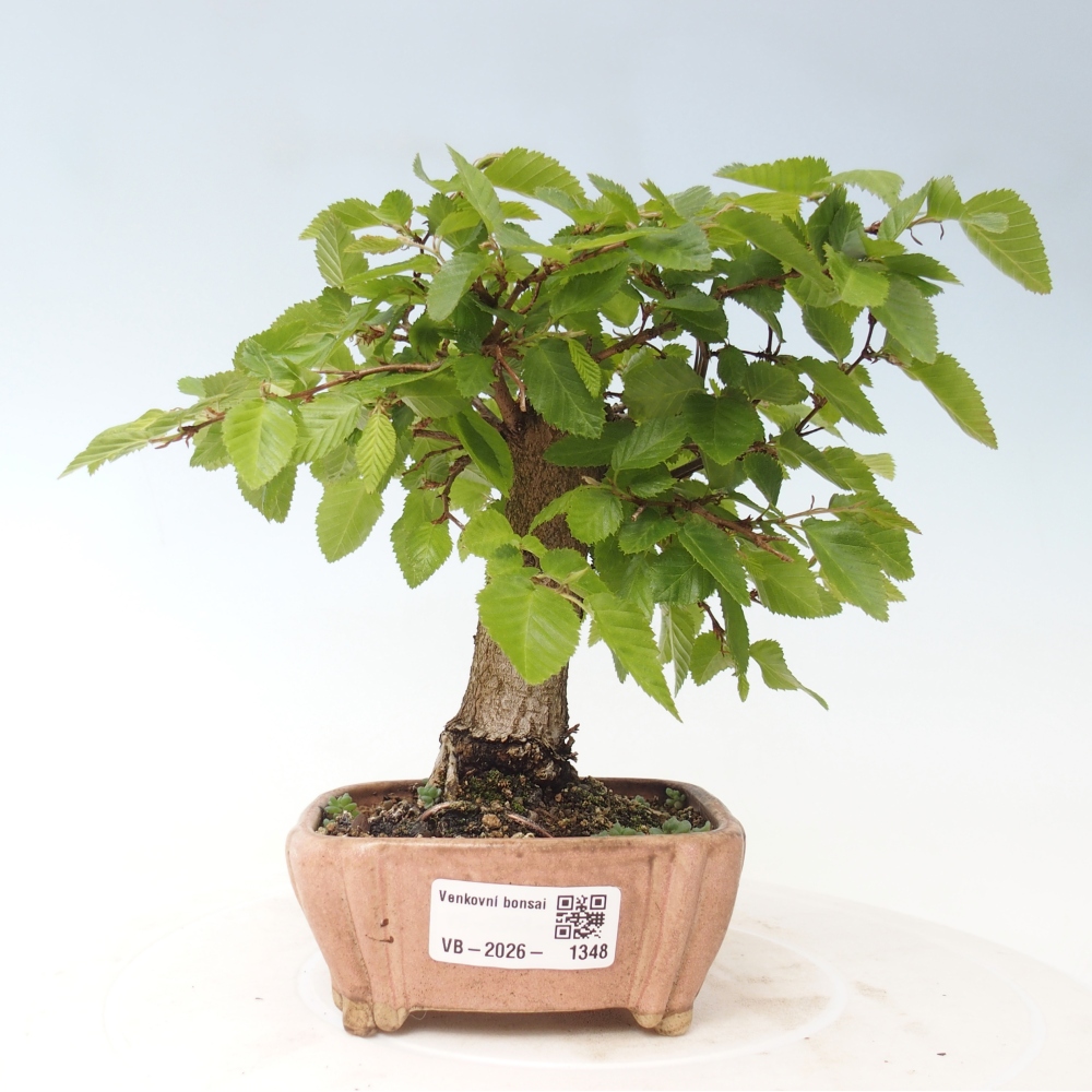 Venkovní bonsai -Carpinus CARPINOIDES - Habr korejský