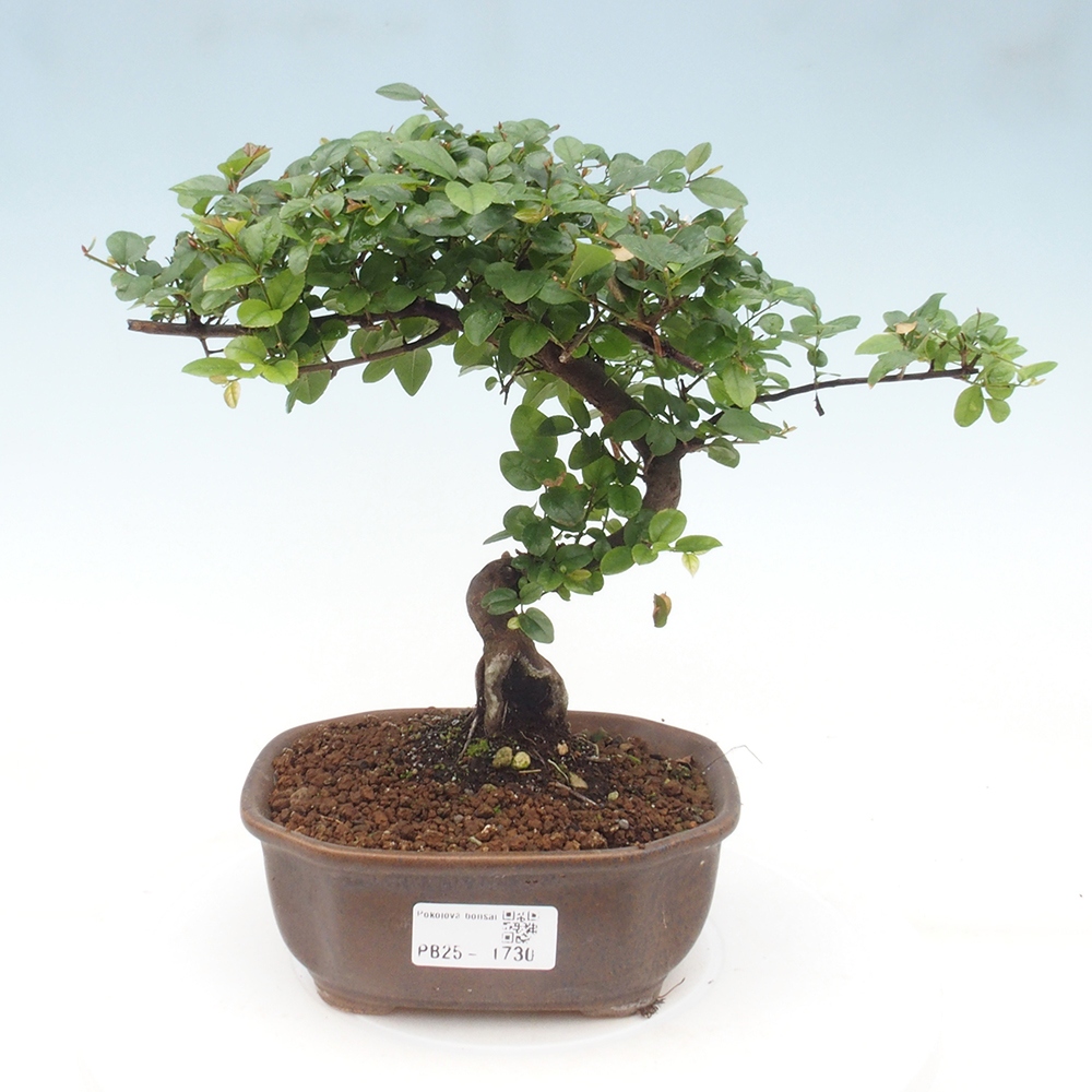 Pokojová bonsai - Sagerécie thea - Sagerécie thea