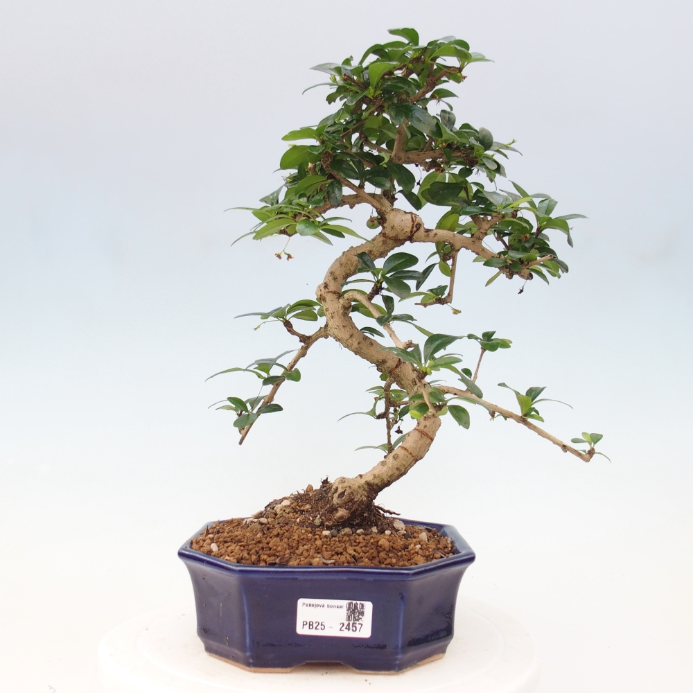 Pokojová bonsai - Carmona macrophylla - Čaj fuki