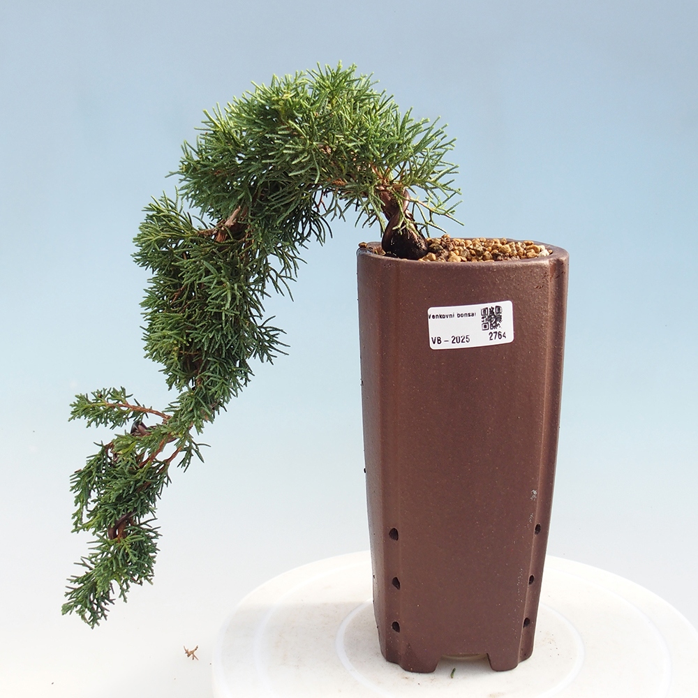 Venkovní bonsai - Juniperus chinensis Kishu -Jalovec čínský