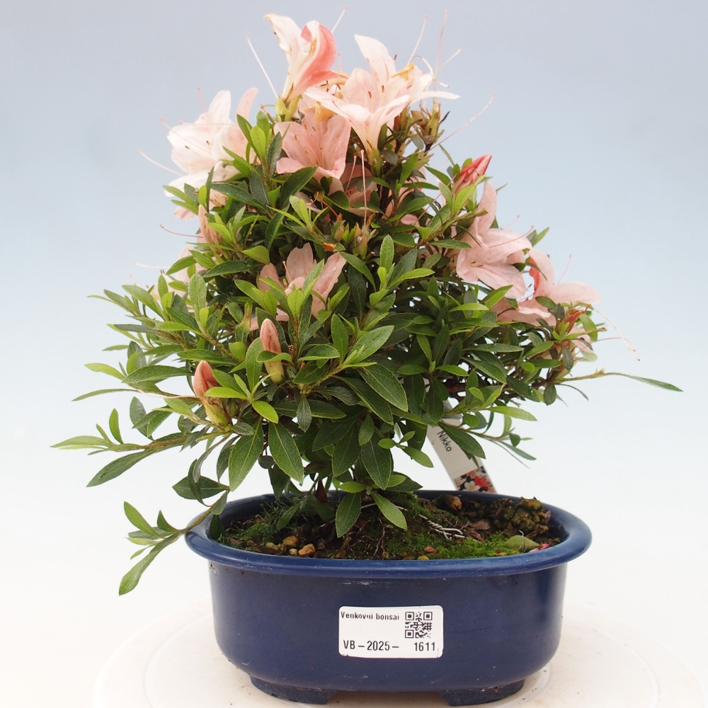 Venkovní bonsai - Japonská azalka - Azalea Nikko