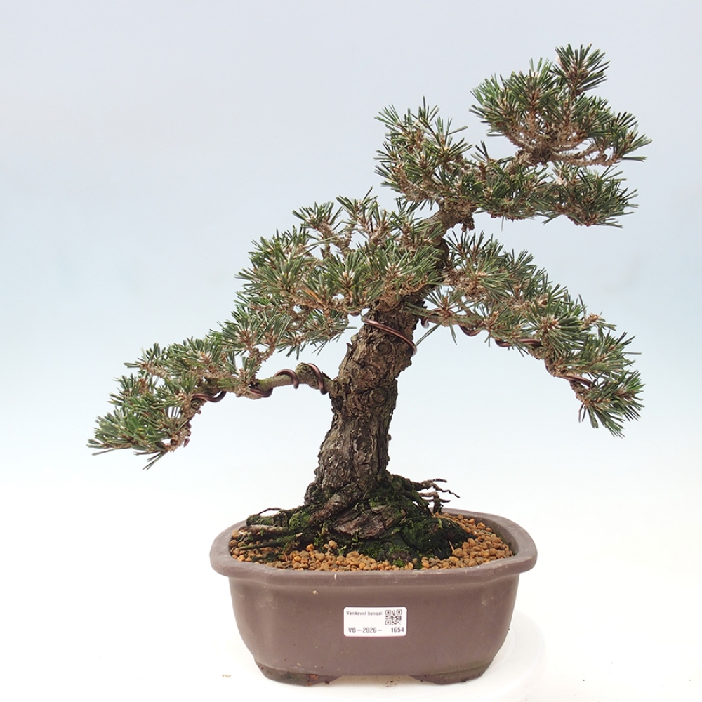 Venkovní bonsai - Pinus thunbergii Kotobuki - Borovice thunbergova