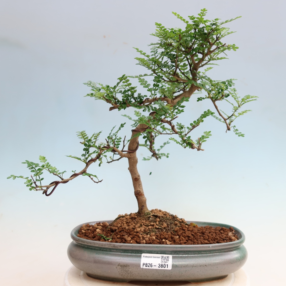 Pokojová bonsai - Zantoxylum piperitum - Pepřovník
