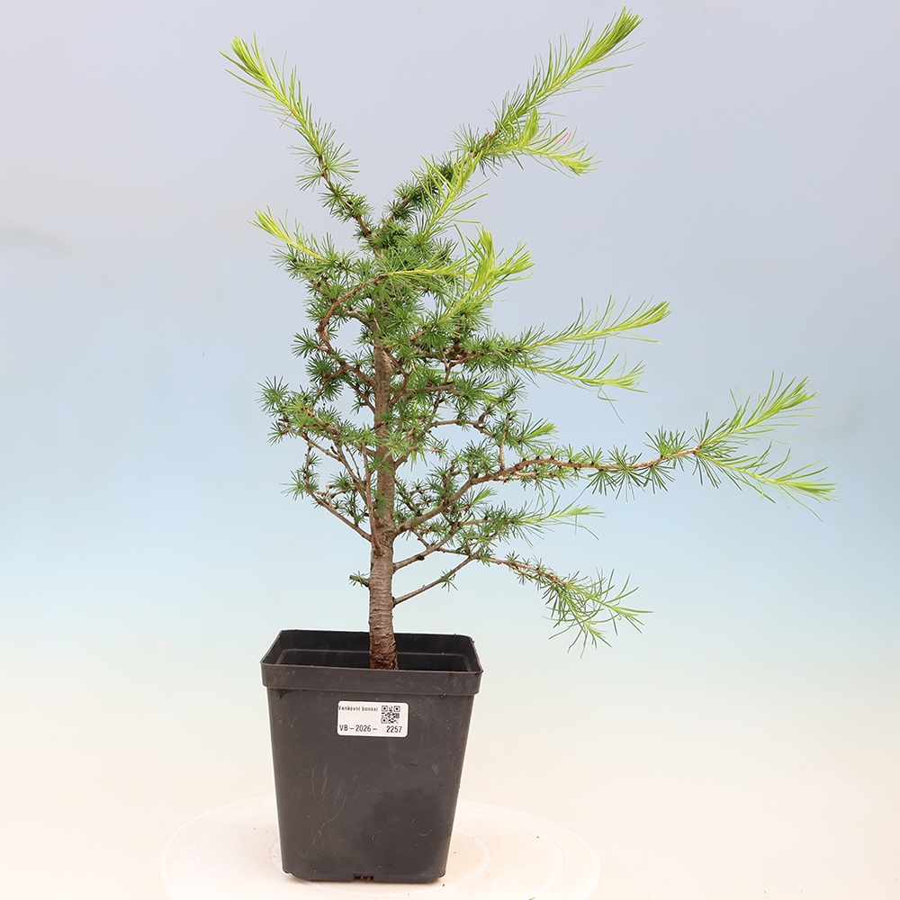 Venkovní bonsai -Larix decidua - Modřín opadavý 