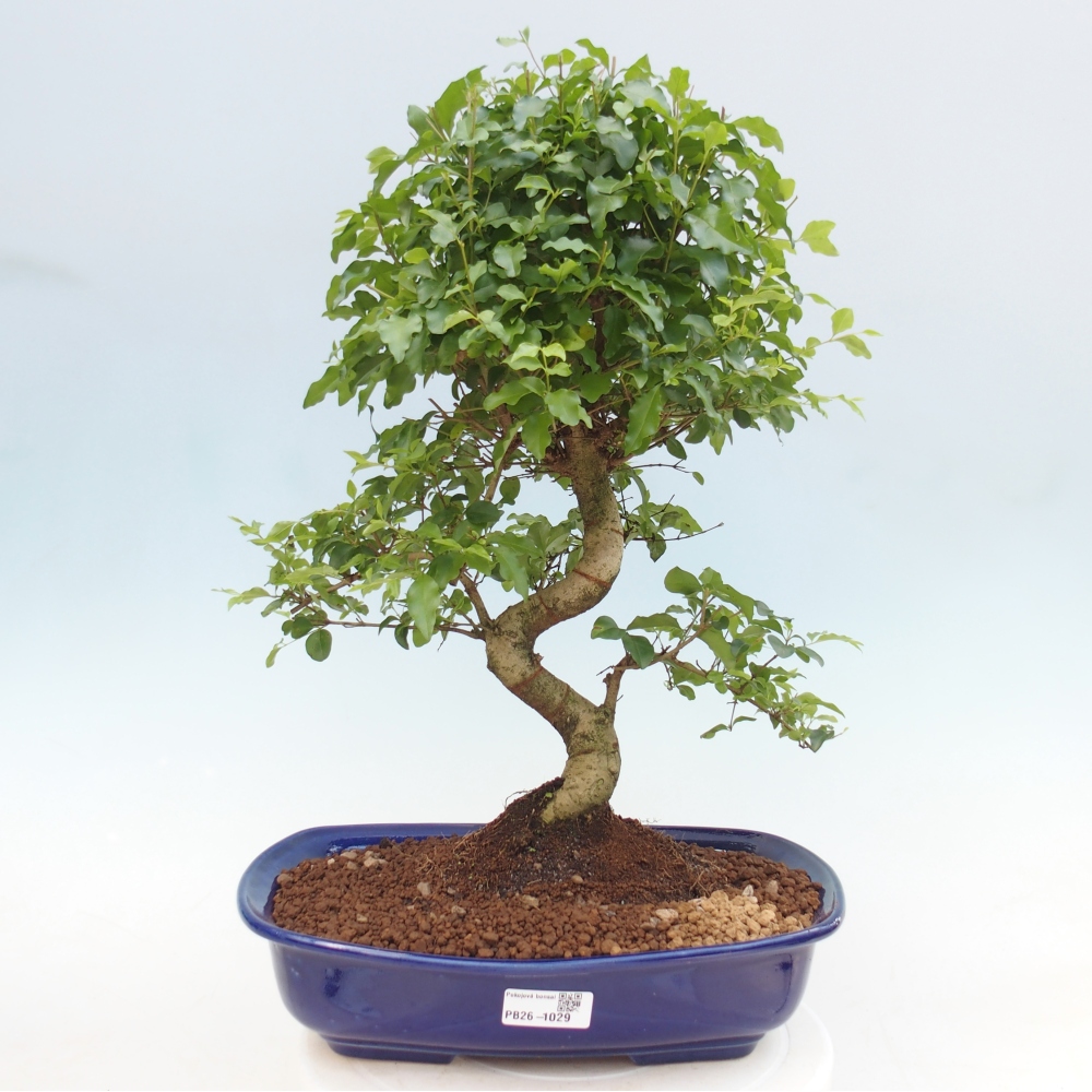 Pokojová bonsai -Ligustrum chinensis - Ptačí zob