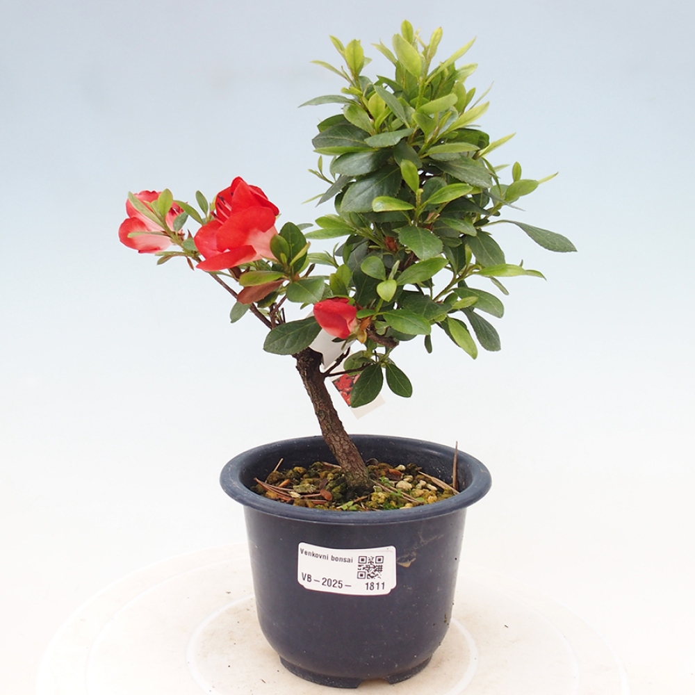Venkovní bonsai - Japonská azalka - Azalea Benibeni
