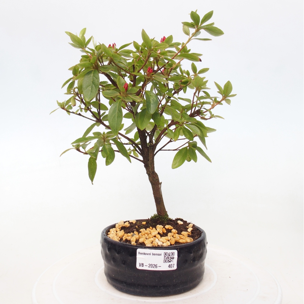 Venkovní bonsai - Japonská azalka - Azalea sp.