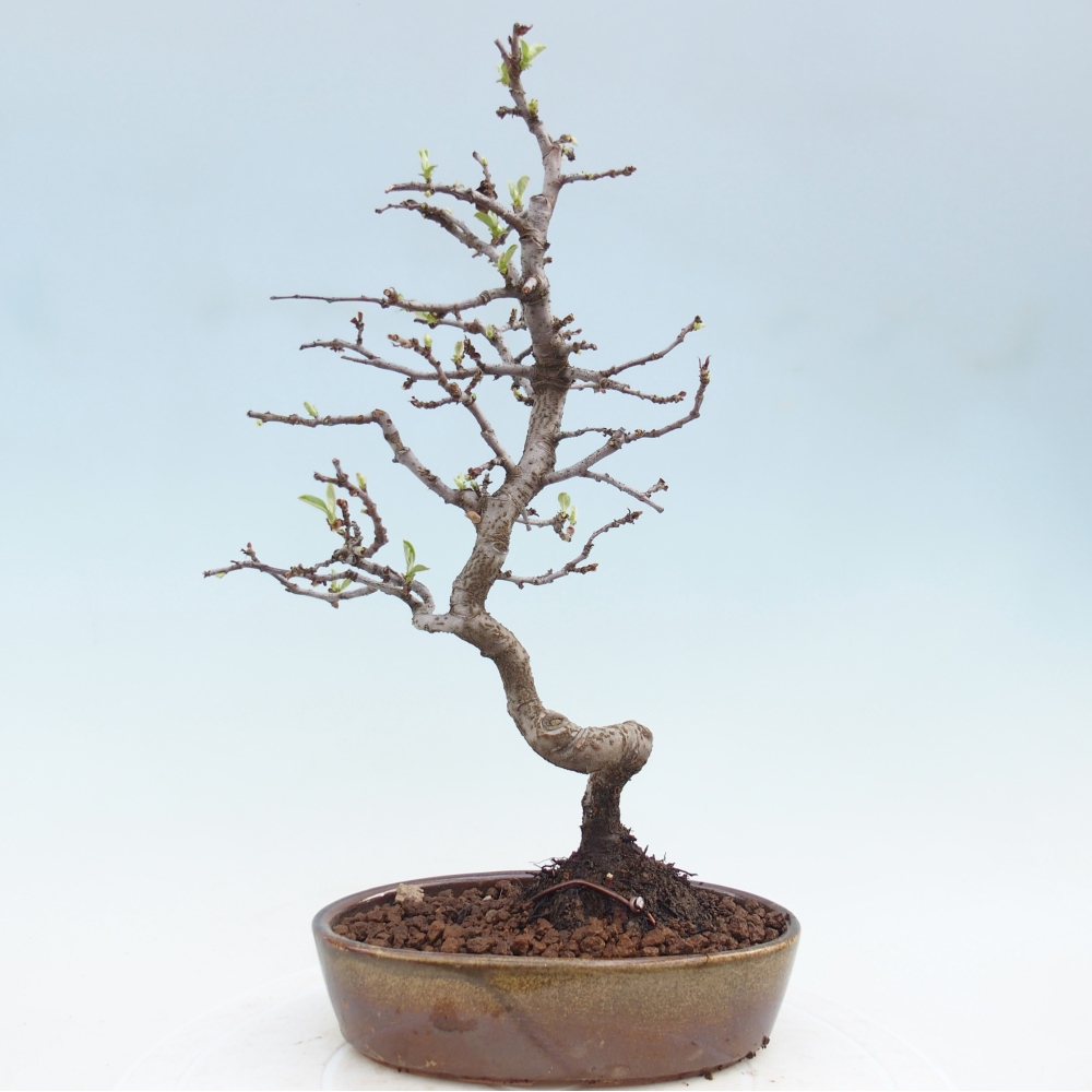 Venkovní  bonsai -  Chaneomeles chinensis - Kdoulovec čínsky