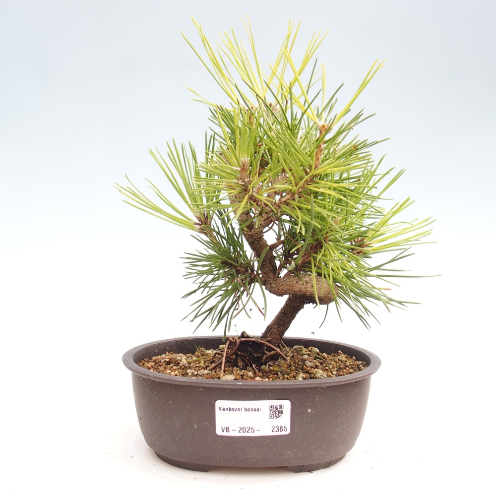 Venkovní bonsai - Pinus thunbergii - Borovice thunbergova