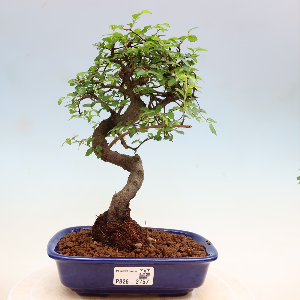 Pokojová bonsai - Ulmus parvifolia - Malolistý jilm