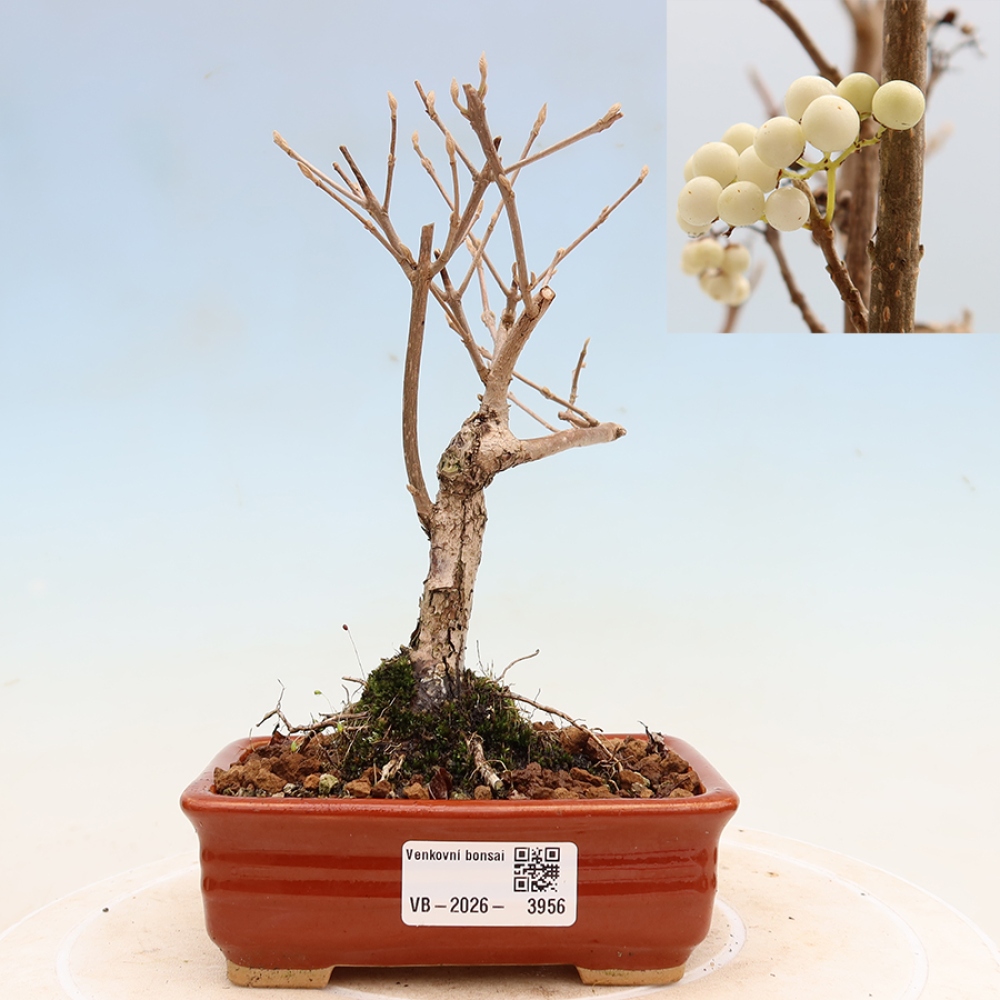 Venkovní bonsai -  Callicarpa bodinieri Snowqueen - Krásnoplodka
