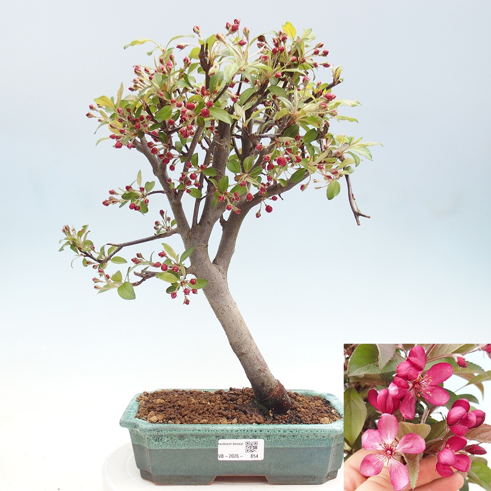 Venkovní bonsai -Malus domestica - Maloplodá jabloň červenolistá