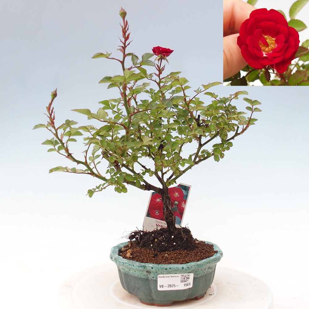 Venkovní bonsai - Rosa Kordes -  růže