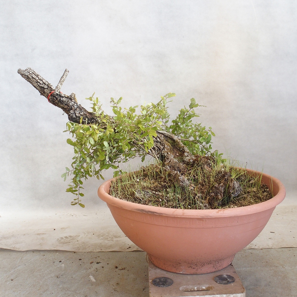 Venkovní bonsai Quercus Cerris - Dub Cer