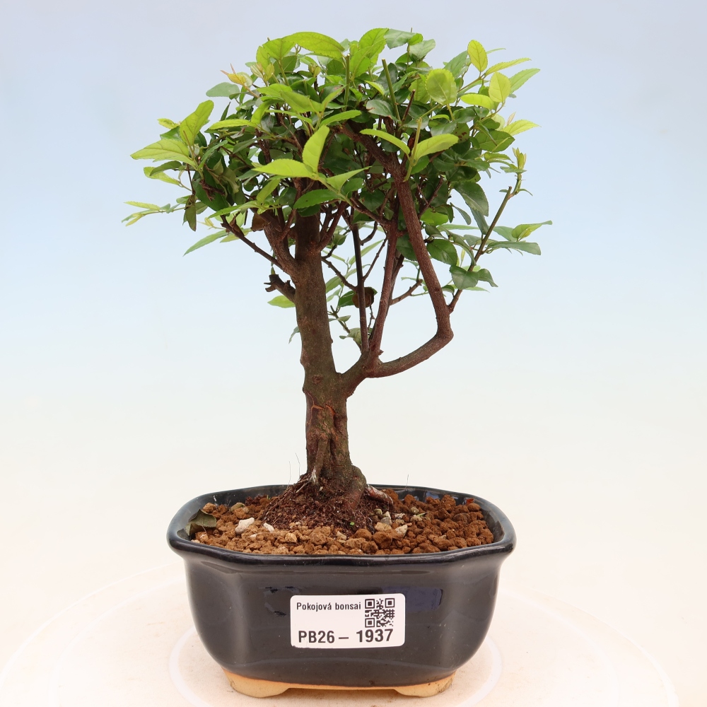 Pokojová bonsai - Sagerécie thea - Sagerécie thea