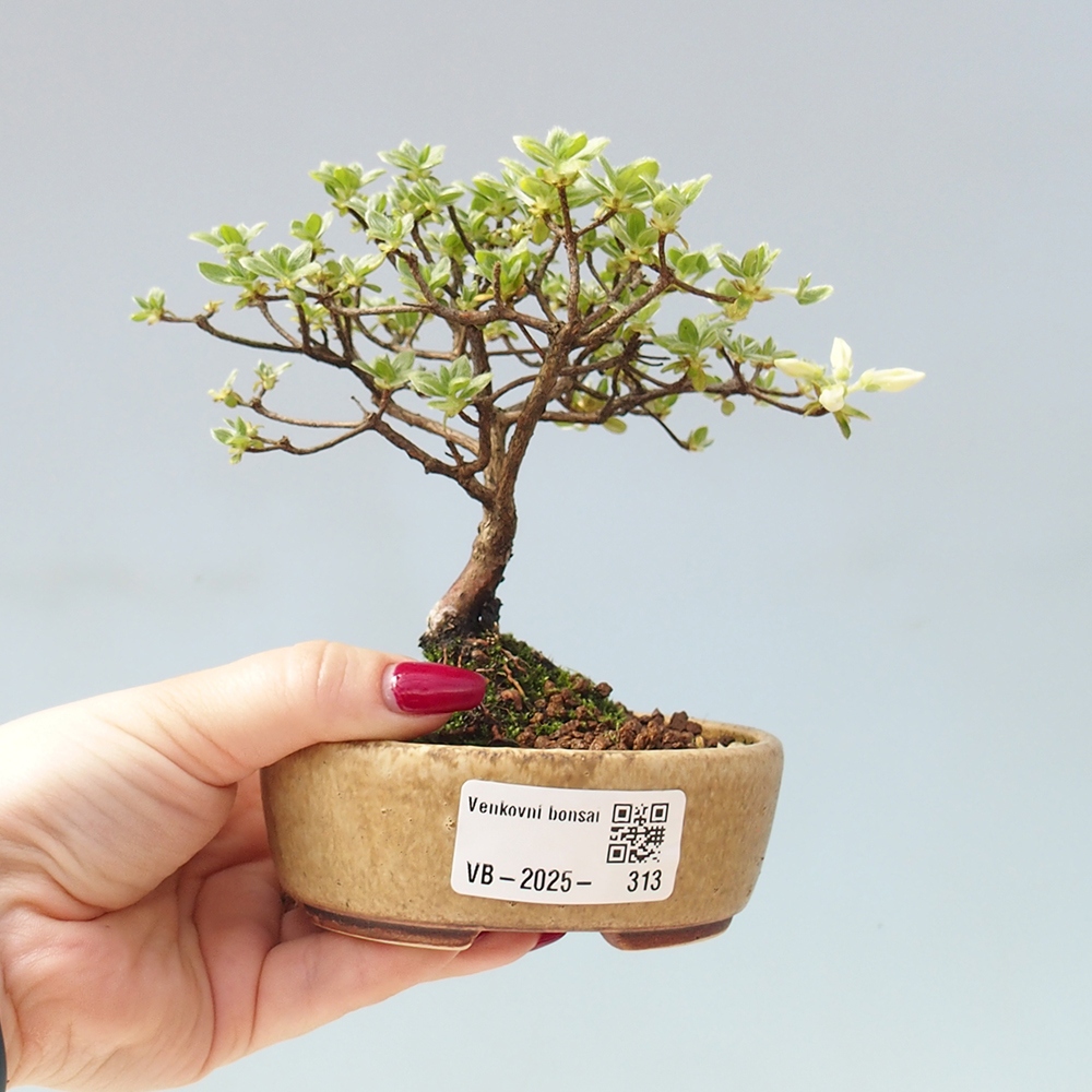 Venkovní bonsai - Rhododendron indicum - Japonská azalka