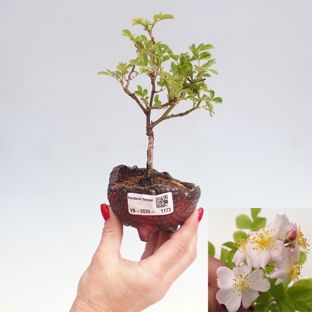 Venkovní bonsai - Rosa sp. - malokvětá růže