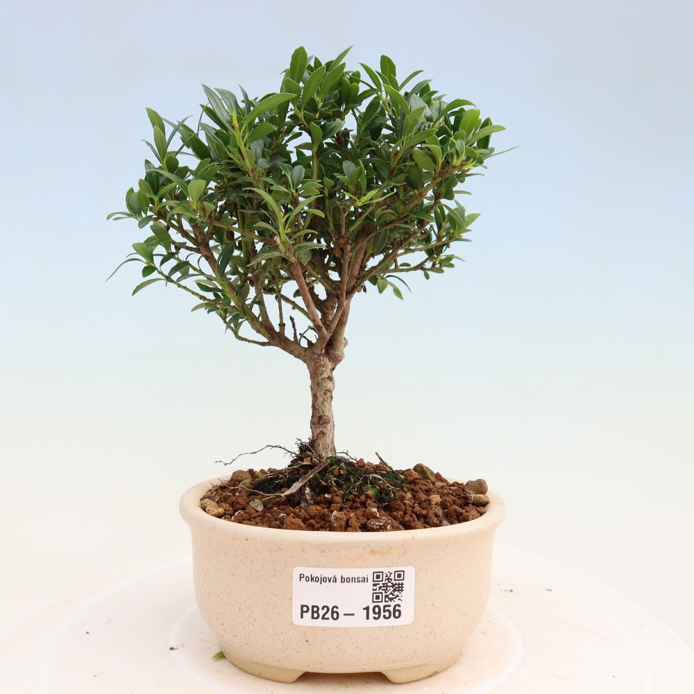 Pokojová bonsai - Ilex crenata - Cesmína