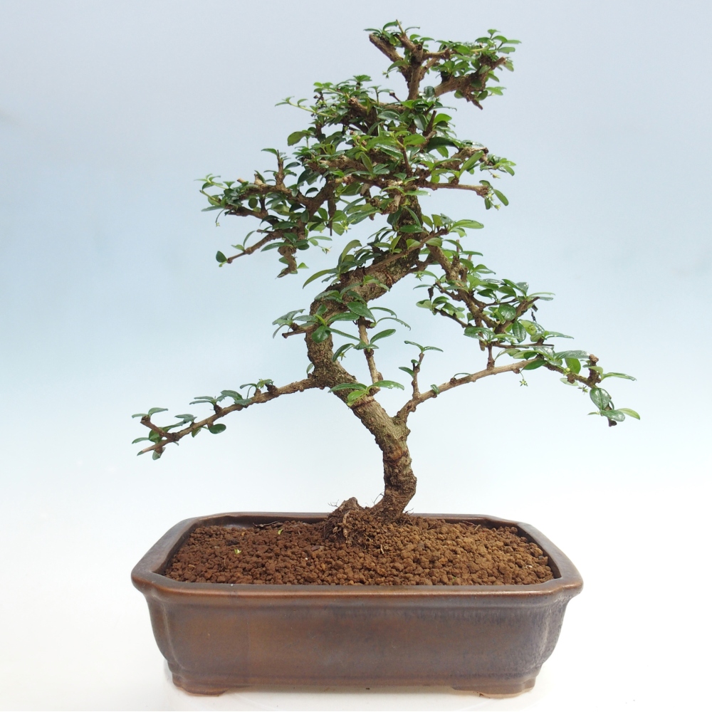 Pokojová bonsai - Carmona macrophylla - Čaj fuki