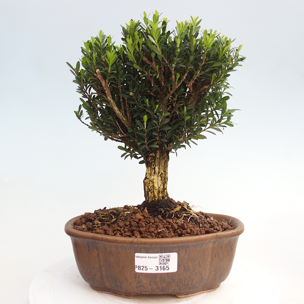 Pokojová bonsai - Buxus harlandii - korkový buxus