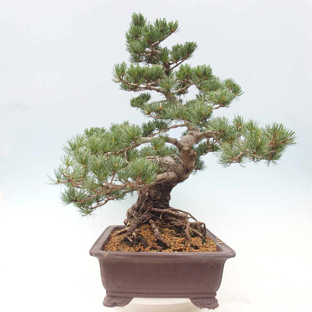 Venkovní bonsai - Pinus parviflora - Borovice drobnokvětá