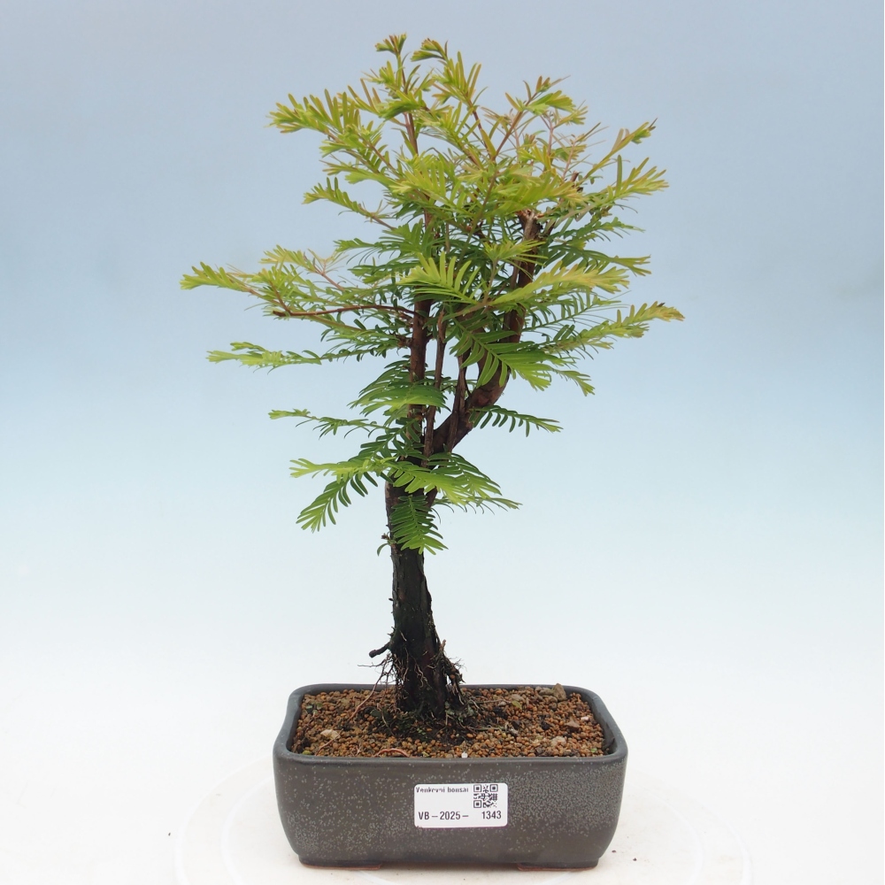 Venkovní bonsai - Metasequoia glyptostroboides - Metasekvoje čínská