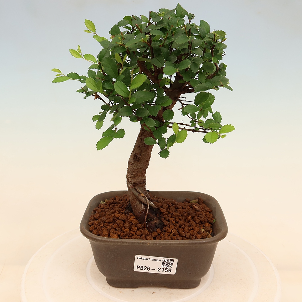Pokojová bonsai - Ulmus parvifolia - Malolistý jilm
