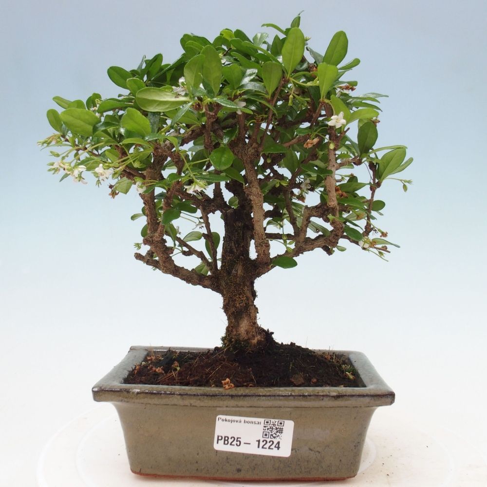 Pokojová bonsai - Carmona macrophylla - Čaj fuki