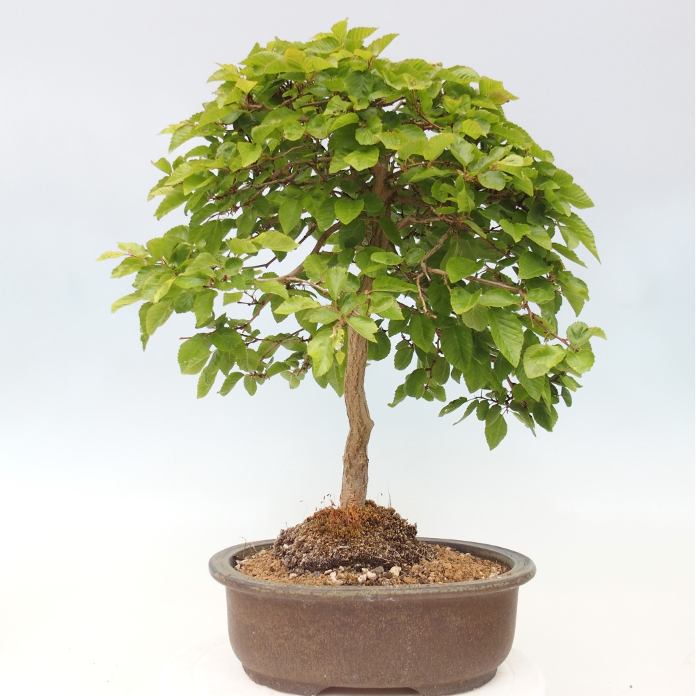 Venkovní bonsai -Carpinus CARPINOIDES - Habr korejský