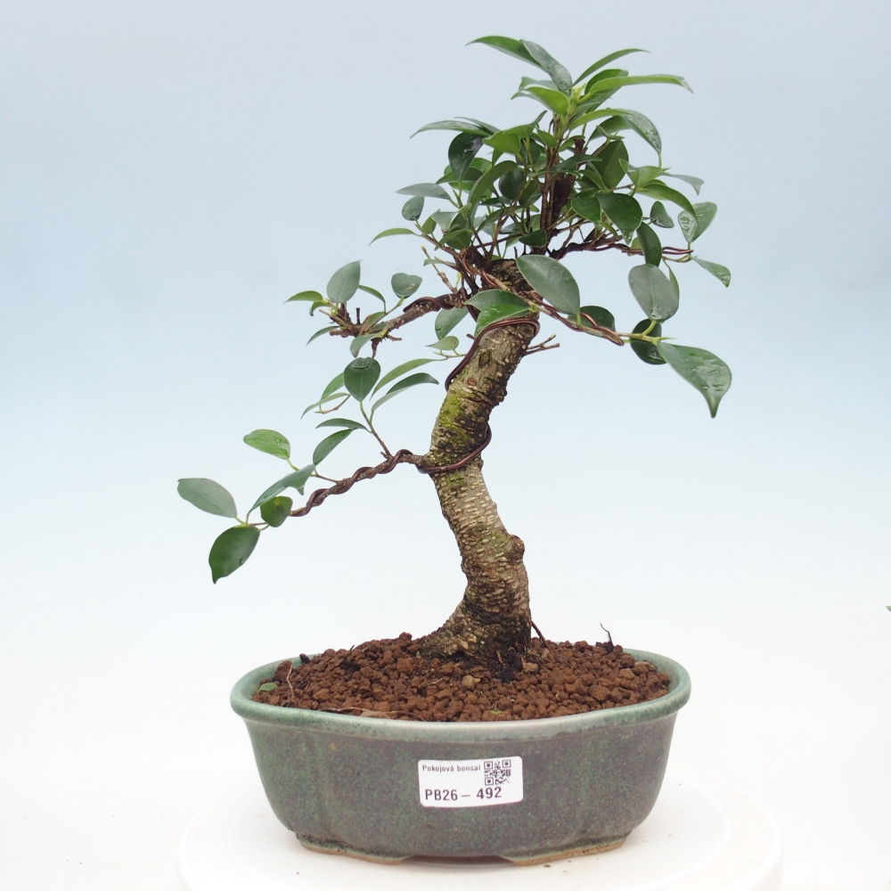 Pokojová bonsai - Ficus retusa -  malolistý fíkus