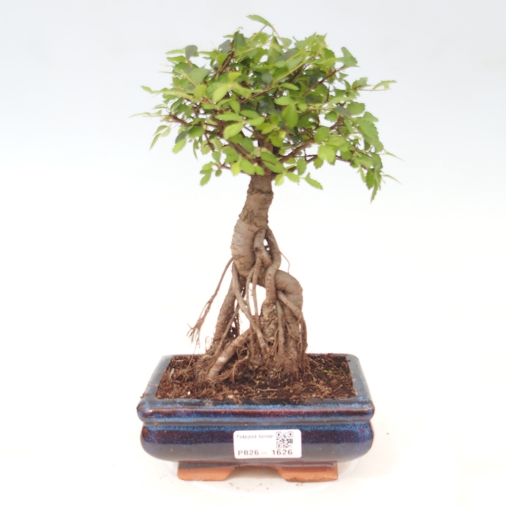 Pokojová bonsai - Ulmus parvifolia - Malolistý jilm