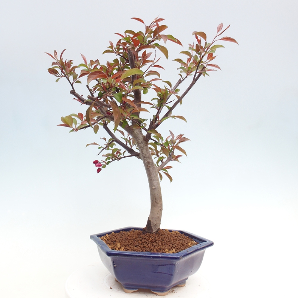 Venkovní bonsai -Malus domestica - Maloplodá jabloň červenolistá