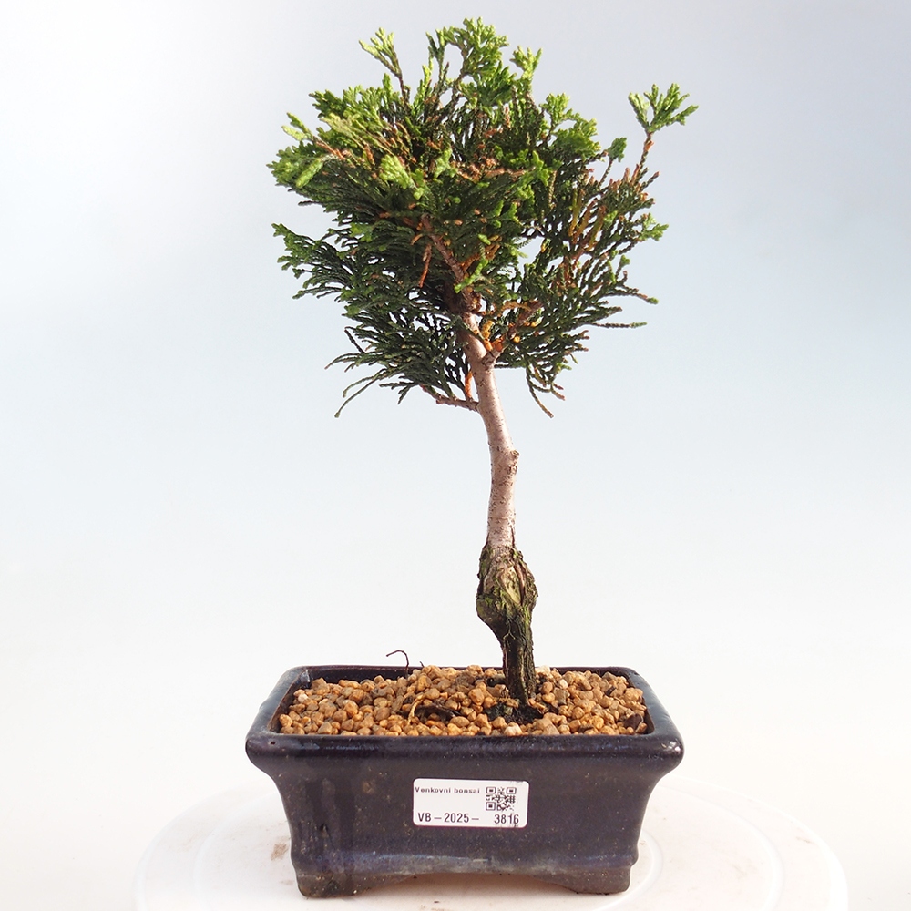 Venkovní bonsai - Cham.pis obtusa Nana Gracilis - Cypřišek
