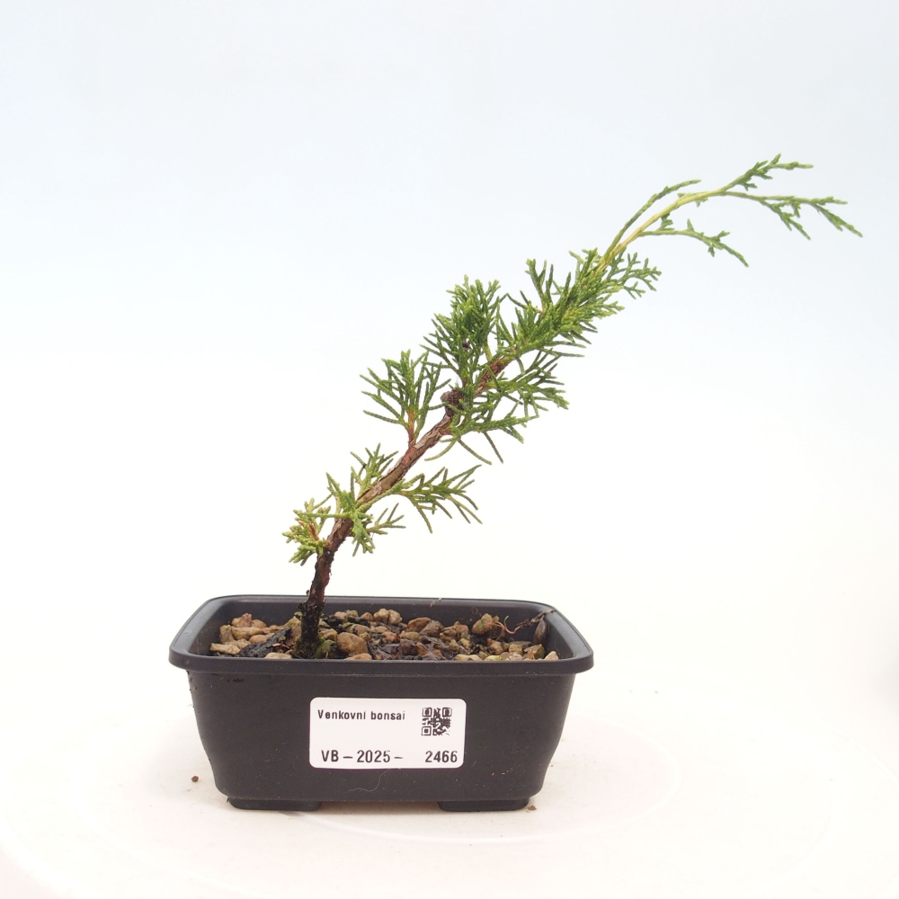 Venkovní bonsai - Juniperus chinensis Itoigawa -Jalovec čínský