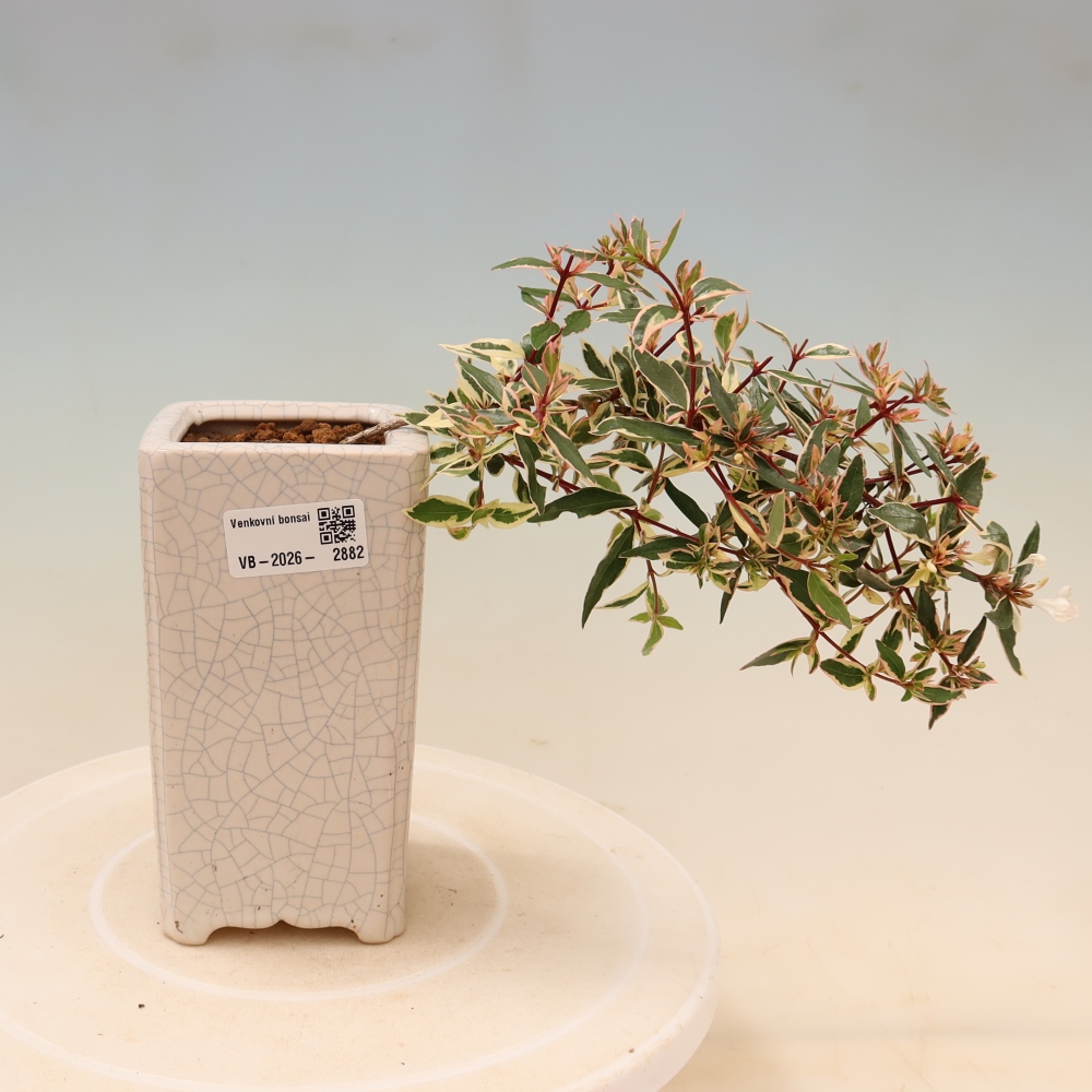 Venkovní bonsai - Abelia gr. Confetti - Abélie velkokvětá