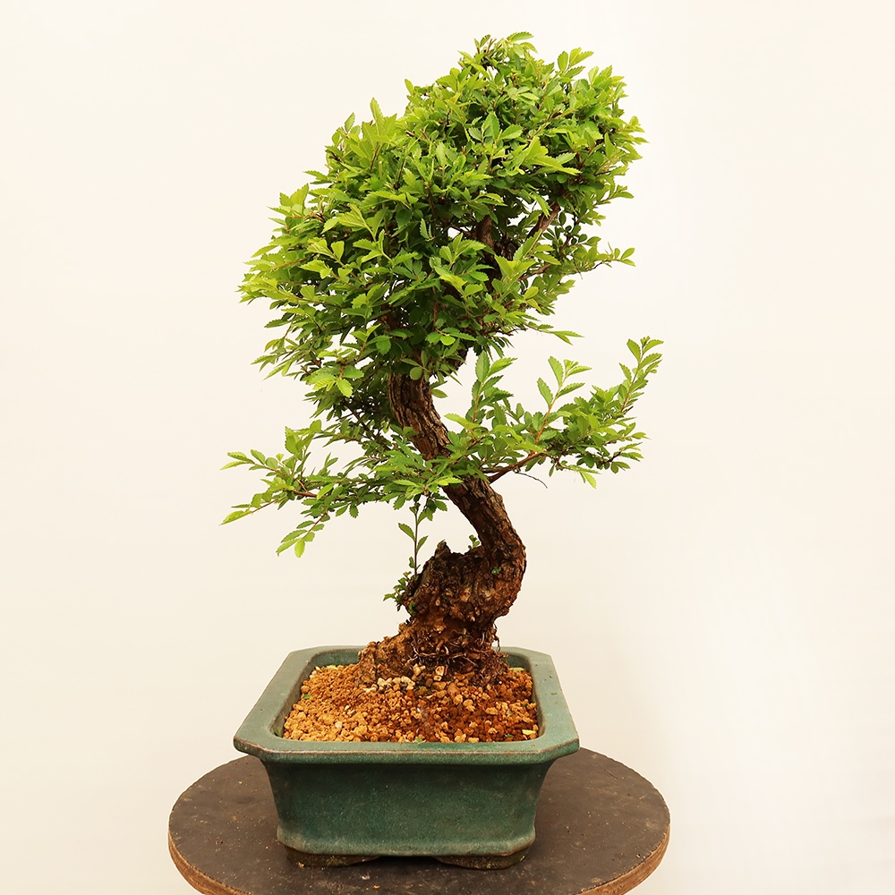 Venkovní bonsai - Zelkova - Zelkova NIRE